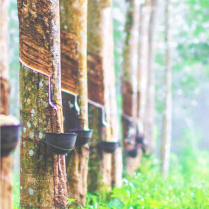 sustainable-rubber-plantation